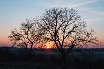 blooming tree branch at sunset. rural spring (summer) landscape