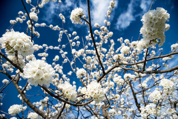 amazing blooming white tree branch and blue sky. natural spring (summer) landscape