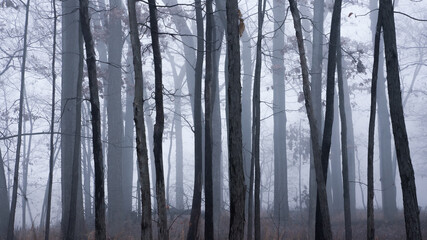 a fire hydrant is shown in a foggy forest