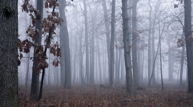 trees stand in a foggy forest in autumn leaves are scattered