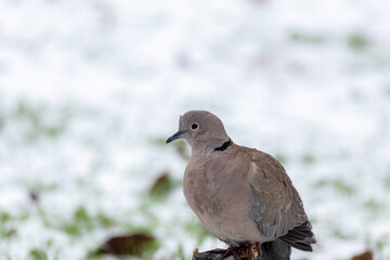 Eurasian Collared Dove (Streptopelia decaocto) in winter in January. Pigeon sits on stump of tree, was confused by sudden snow and cold