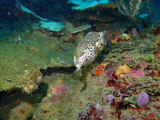 puffer fish 