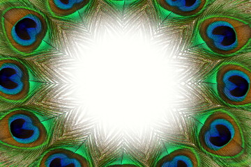Obraz premium colorful peacock feather texture design in blur circle, text copy space