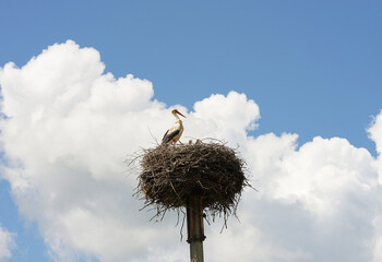 Fototapeta premium Stork in the nest closeup