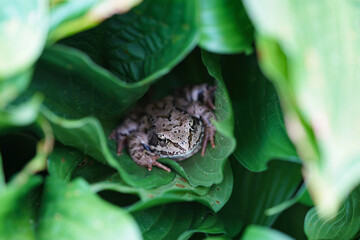 Brown frog in green leaves close up