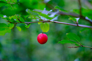 Red berrry on a branch