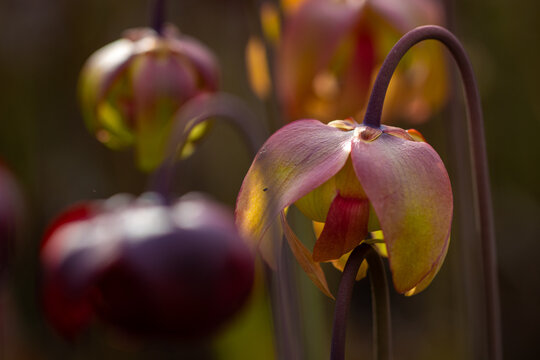 Pitcher Plant 