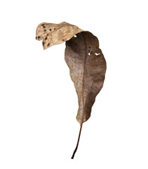 Curved dry leaf grungy isolated