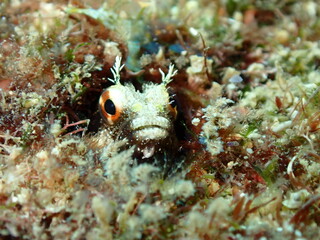 blenny 