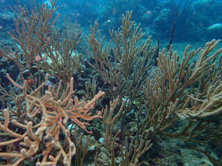 underwater caribbean reef