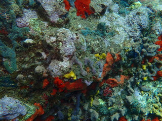 Obraz na płótnie Canvas underwater caribbean reef