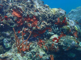 Fototapeta na wymiar underwater caribbean reef