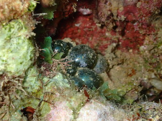 underwater caribbean reef