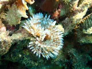 feather worm underwater