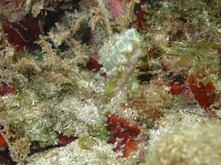 underwater caribbean reef