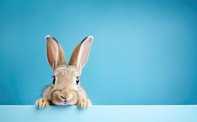 Easter Bunny Rabbit Looking Over Signboard on Blue Background Banner