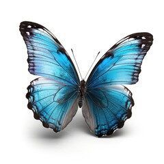 Blue Morpho Butterfly on white isolated background