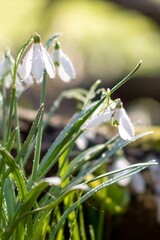 Obraz premium Galanthus, snowdrop flowers. Fresh spring snowdrop flowers. Snowdrops at last year's yellow foliage. Flower snowdrop close-up. Spring flowers in the snow