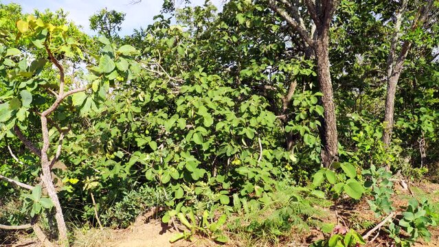 Piqui is a typical and treasured fruit from the Brazilian Cerrado