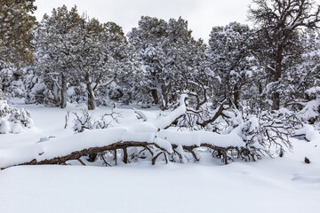 Snow covered forest in Grand Canyon National Park. Cloudy sky. Fallen tree in foreground, covered in snow.
