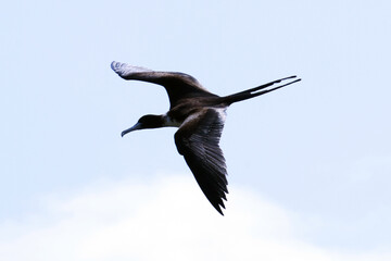 Uma Fragata preparando suas asas para ganhar velocidade para pegar peixes que os pescadores jogam pra elas pegarem no ar na lagoa de Guaratiba - Maricá - RJ