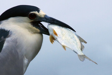 Um socó cinzento se preparando para engolir um peixe aparentemente muito grande para o seu bico... mas no final ele consegue. 