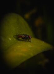 fly on leaf