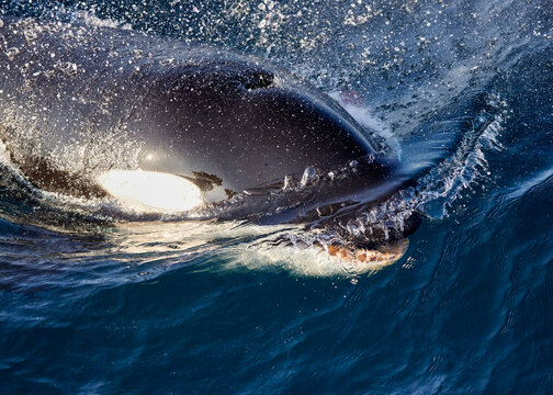 Orca Eastern Tropical Pacific