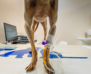 Sick dog sitting on veterinary table with catheter inserted. Cannula in vein taking infusion....