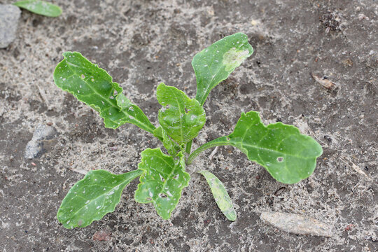 Beet plant with larval tunnels of larvae fly from the family Agromyzidae, leaf-miner flies in cotyledon and Pegomya betae hyoscyami leaf.