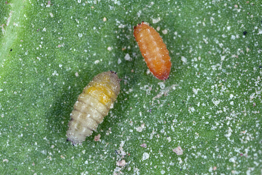 Pupae of a fly from the family Agromyzidae, leaf-miner flies.  Developed from larvae feeding in a sugar beet cotyledon.