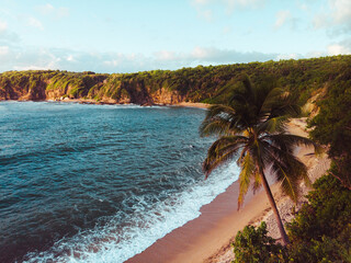 Puerto rico beach and a single tree palm in the morning from 