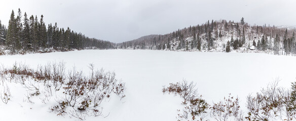 winter landscape with snow