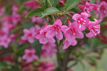Blooming Weigela bush in the garden. Bright pink petals. Many pink flowers on a bush in the garden. Beautiful bells bloom pink. Spring flowers. Flower background. Weigela Rosea on a green bush