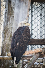 bald eagle in the zoo