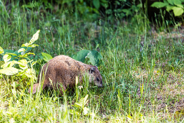 animal in the grass