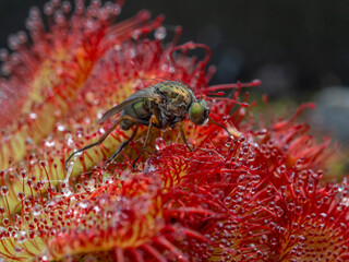 P8110033 long-legged fly, Dolichopodidae species, trapped by an Alice sundew plant, Drosera aliciae, cECP 2023
