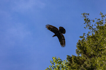 eagle in flight