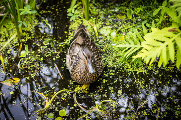 duck in water