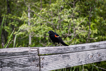black and orange bird
