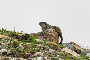 Marmot on the rock