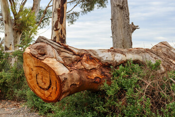 old eucalyptus tree fallen through fence © Veronica