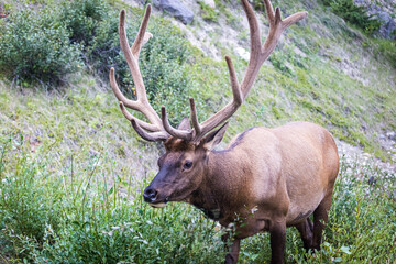 Naklejka na ściany i meble Elk in Alberta