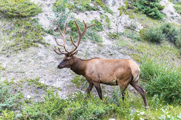 Elk in Alberta