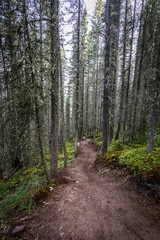 Fototapeta na wymiar trail in the forest