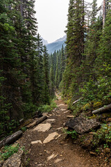 Obraz premium Trail in the forest
