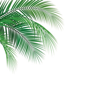 leaves palm realistic with transparent background