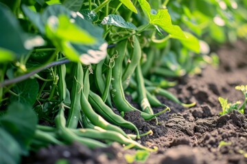 Green beans growing in the field. Close-up. Agriculture.