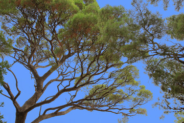 Pine tree in clear sunny day. Coniferous tree. Tree with blue sky and white clouds. Mediterranean flora, evergreen coniferous tree. Nature in summer. Green pine. Green maritime pine. Tropical nature