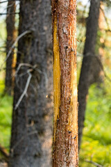 Obraz premium tree in the forest